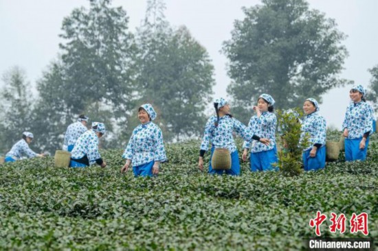 茶林间转场采摘的茶农们。　刘忠俊 摄