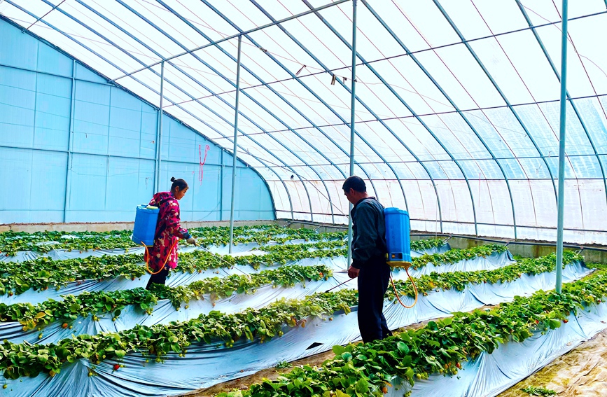 果农正在给草莓苗圃喷洒除菌剂。炎富玲摄