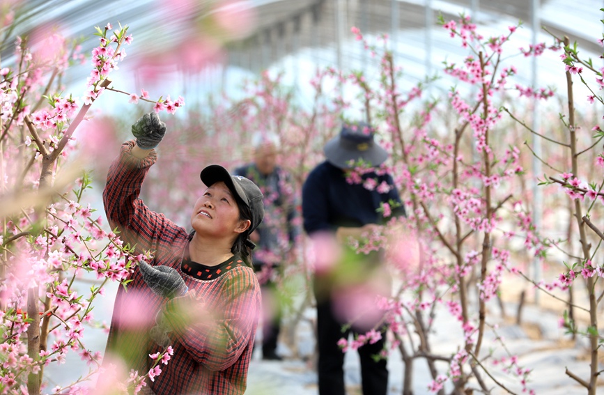 大棚内春意盎然，桃花竞相绽放。郭建光摄