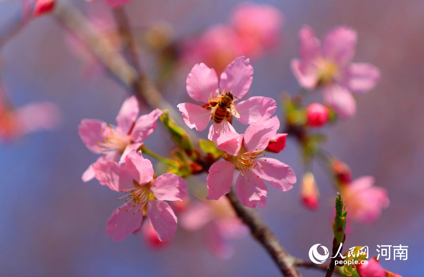 春意融融，百花吐芳。人民网程明辉摄