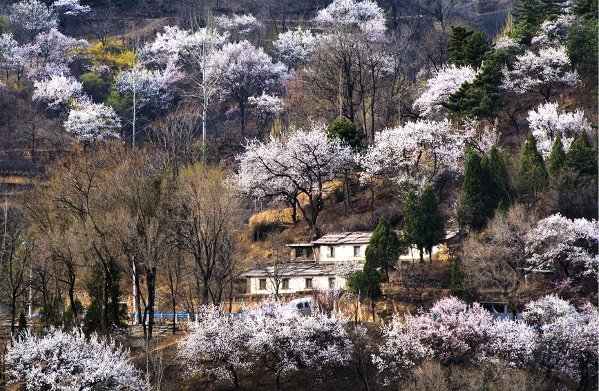 山花烂漫醉游人。武龙飞摄