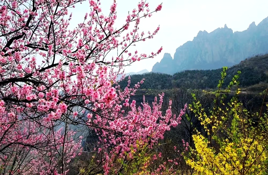 桃花盛开春意浓。武龙飞摄