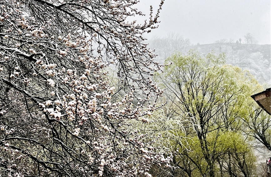 雪落枝头，景色迷人。武龙飞摄