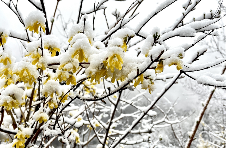 雪落枝头，景色迷人。武龙飞摄