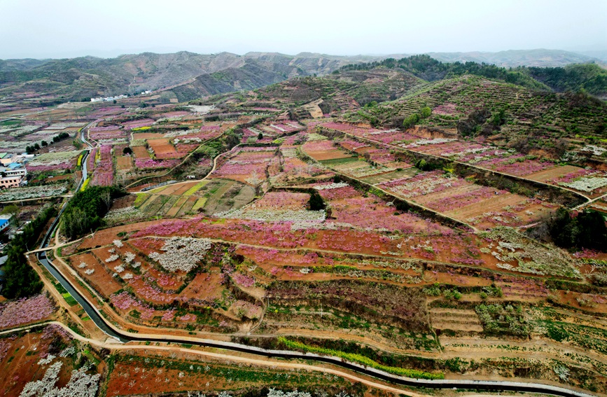 桃花开，风景如画。曹万琪摄