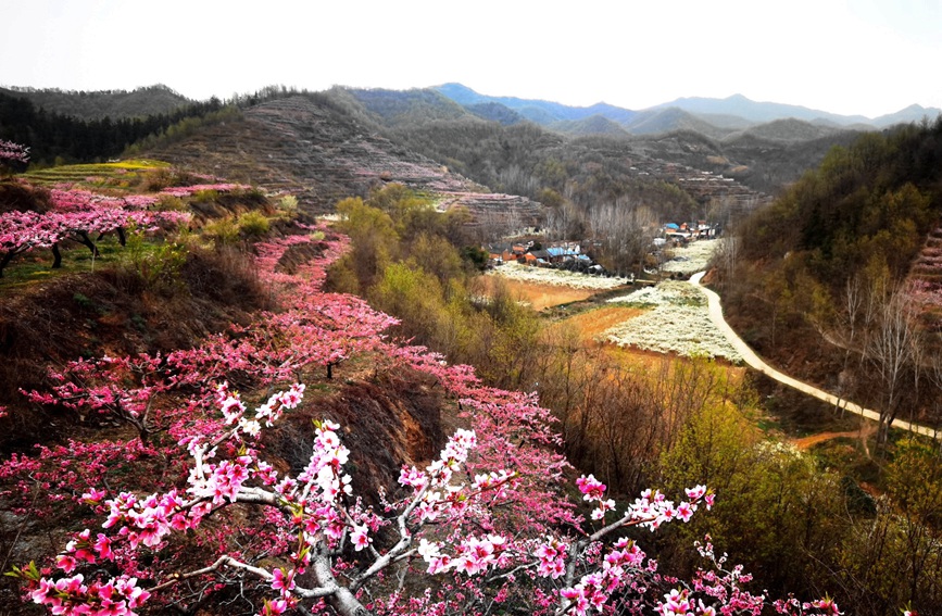 桃花开，风景如画。曹万琪摄