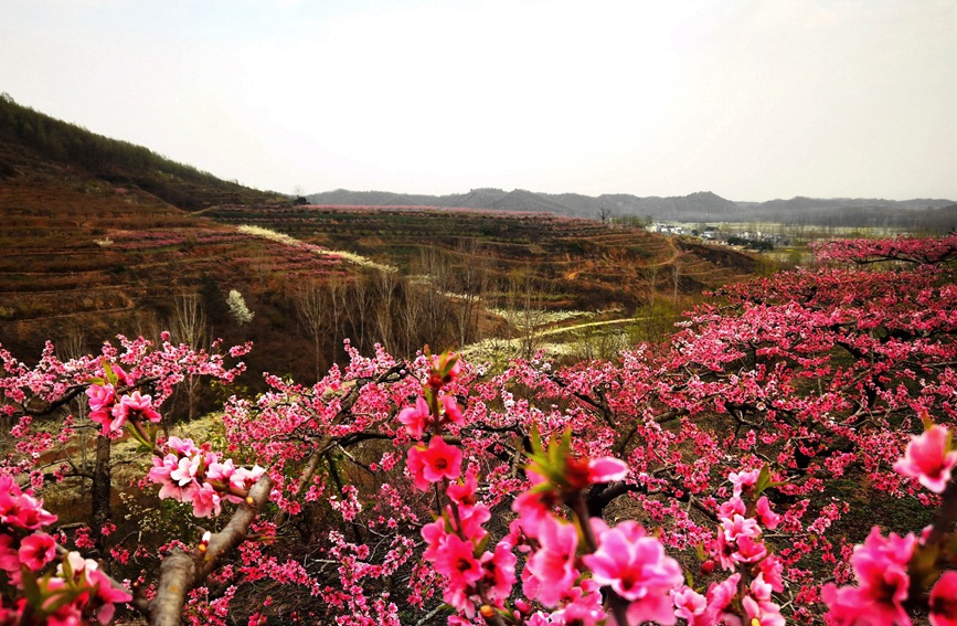 桃花开，风景如画。曹万琪摄