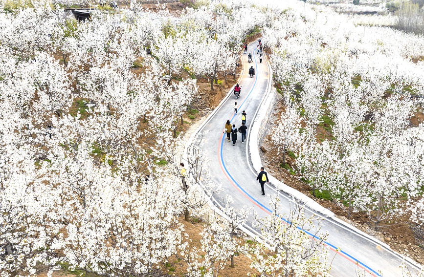 满山遍野的梨花雪白如霞。郭东伟摄