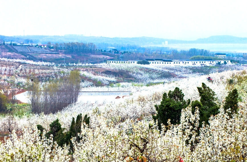 满山遍野的梨花雪白如霞。马进伟摄 