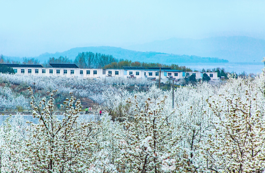 满山遍野的梨花雪白如霞。马进伟摄