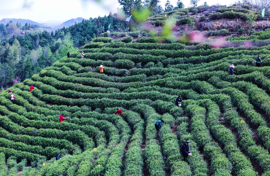 光山县大尖山茶叶种植基地茶农正在抢抓农时采摘毛尖春茶。谢万柏摄