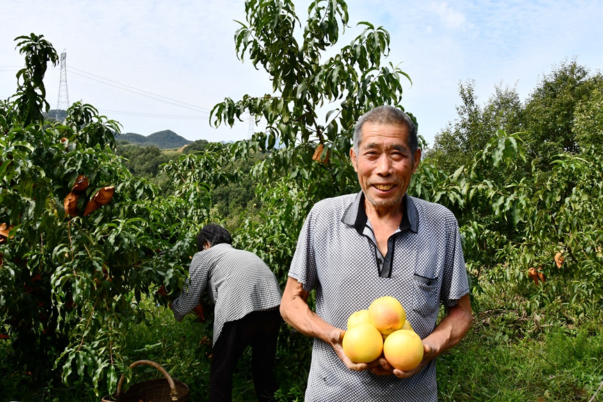 黄桃迎来丰收季。