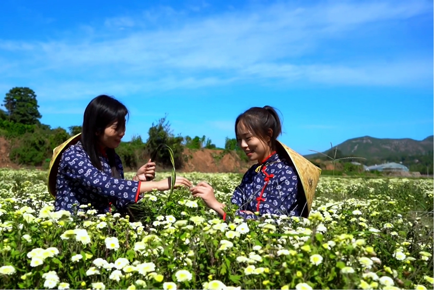 “菊花之乡”唱响丰收歌。杨小伟摄