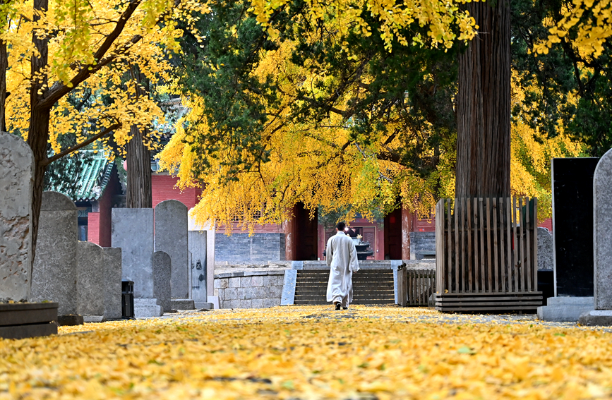 河南嵩山少林寺内，数株千年银杏黄叶灿烂如金。